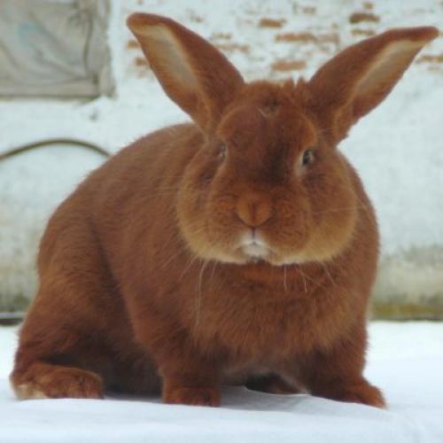 Какие факторы влияют на успех спаривания кроликов. Как проходит случка кроликов?