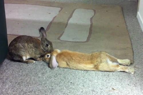 Какое время года лучше для спаривания кроликов. Спаривание