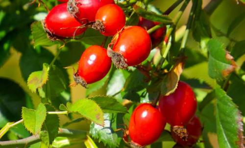 Шиповник когда заготавливают. Как правильно заготавливать и хранить шиповник 01