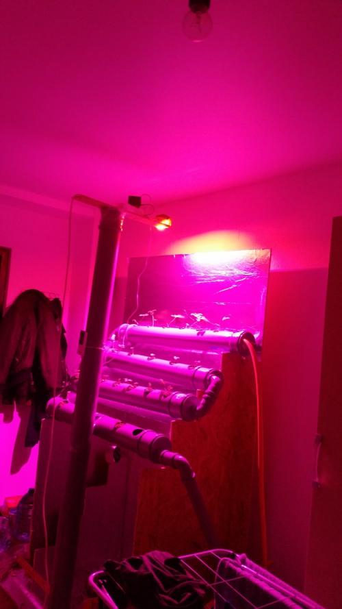 Как обеспечить достаточное освещение для клубники на новом месте. Клубника на гидронике. Расчет ФАР. Фито диоды, самостоятельное изготовление.