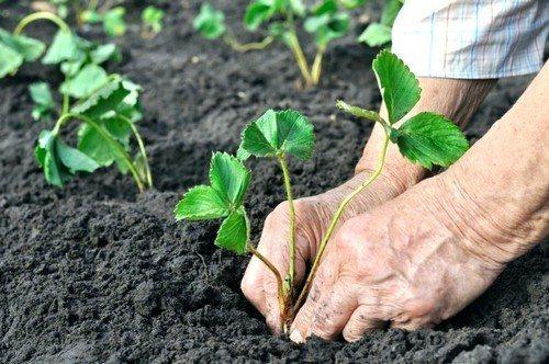 Какие особенности пересадки клубники осенью на новое место зависят от размера клубники. 7 правил осенней пересадки клубники
