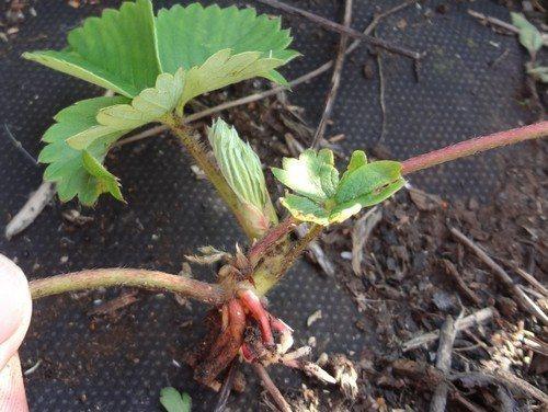 Какие особенности пересадки клубники осенью на новое место зависят от размера клубники. 7 правил осенней пересадки клубники