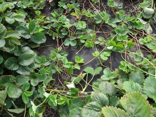 Какие особенности пересадки клубники осенью на новое место зависят от размера клубники. 7 правил осенней пересадки клубники