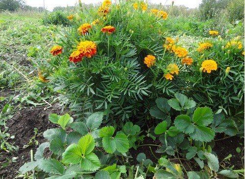 Какие особенности пересадки клубники осенью на новое место зависят от размера клубники. 7 правил осенней пересадки клубники