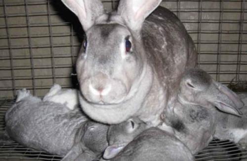Беременность кроликов: все, что нужно знать о процессе рождения и заботе о детенышах 06