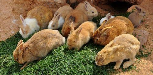 Как обеспечить правильную питательную диету для новорожденных кроликов. Схема кормления по возрасту