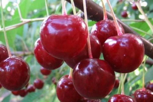 Вишня Десертная. Описание сорта вишни Десертная Морозовой