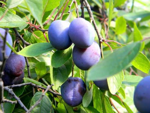 Как отличить сливу от терна