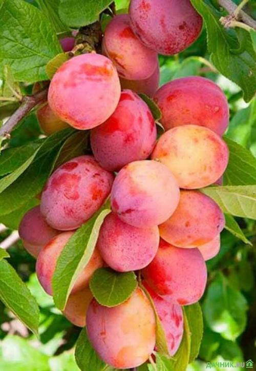 Алыча белая. 30 самых лучших сортов алычи для посадки на дачном участке