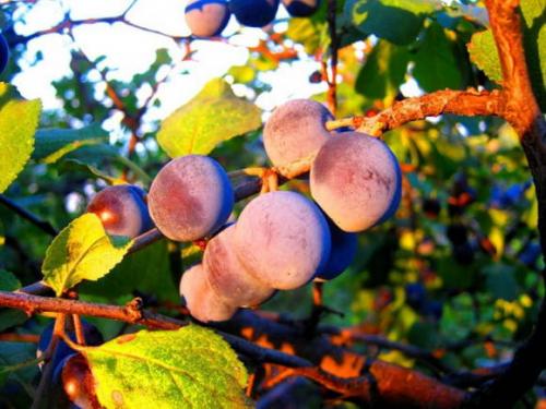 Как отличить сливу от терна