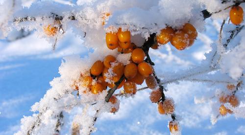 10 самых популярных осенних кустарников с красивыми плодами 20 10 самых популярных осенних кустарников с красивыми плодами 20