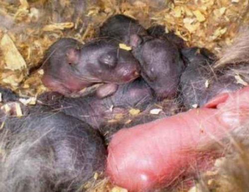 Как влияет на количество рожденных крольчат возраст крольчихи. Сколько может крольчат принести за год крольчиха