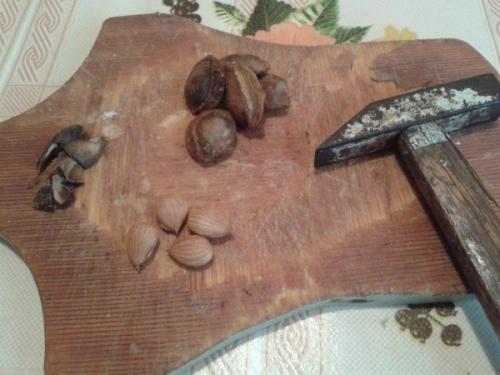 Все способы вырастить персик из косточки дома.. Выращивание в домашних условиях