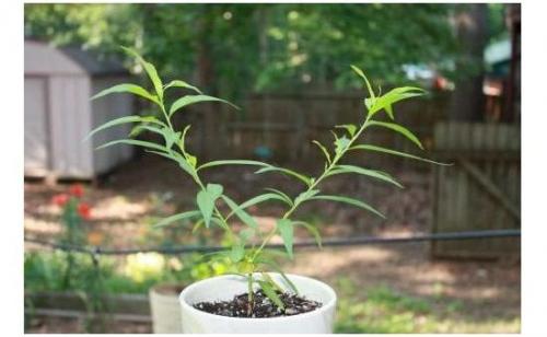 Как ускорить рост персика, выращенного из косточки. Проращивание семян в естественных условиях