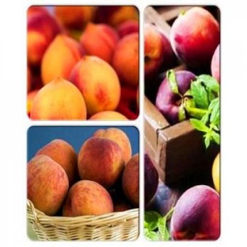 Как хранить персик после сбора. Урожай и уборка персиков: советы по сбору, хранению, консервированию и приготовлению блюд