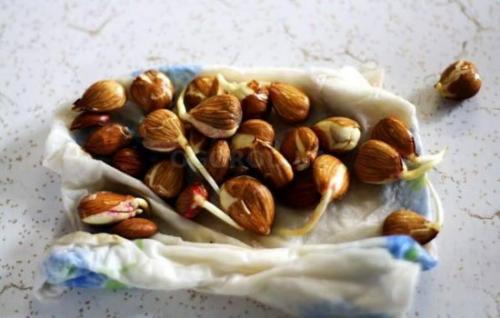 Решила вырастить персик из косточки. Проращивание семян в естественных условиях