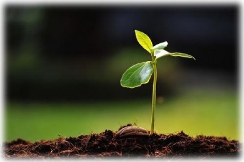 Персик в горшке. Проведение стратификации