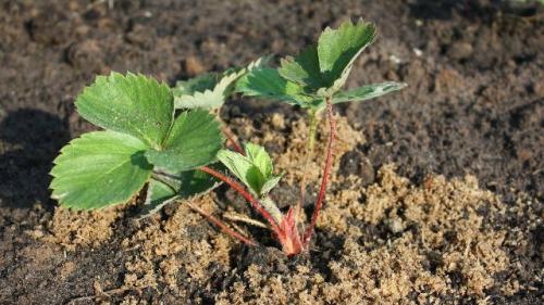 Благоприятные дни для посадки клубники в октябре. Посадка клубники в октябре 2021 года: сроки, благоприятные дни, уход