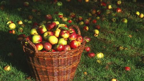 Когда пересаживать клубнику в 2022 году. Когда сажать клубнику по лунному календарю в 2022 году 13 Когда пересаживать клубнику в 2022 году. Когда сажать клубнику по лунному календарю в 2022 году 13