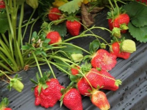 Когда пересаживать клубнику в 2022 году. Когда сажать клубнику по лунному календарю в 2022 году 09 Когда пересаживать клубнику в 2022 году. Когда сажать клубнику по лунному календарю в 2022 году 09