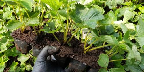 Когда пересаживать клубнику в 2022 году. Когда сажать клубнику по лунному календарю в 2022 году