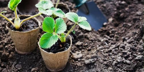 Когда пересаживать клубнику в 2022 году. Когда сажать клубнику по лунному календарю в 2022 году