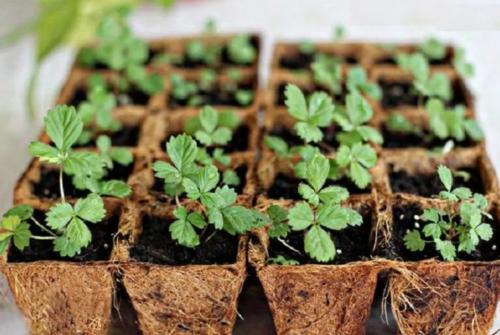 Когда пересаживать клубнику в 2022 году. Когда сажать клубнику по лунному календарю в 2022 году 07 Когда пересаживать клубнику в 2022 году. Когда сажать клубнику по лунному календарю в 2022 году 07