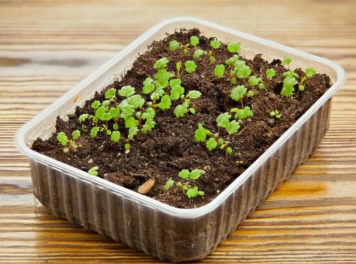 Когда пересаживать клубнику в 2022 году. Когда сажать клубнику по лунному календарю в 2022 году 06 Когда пересаживать клубнику в 2022 году. Когда сажать клубнику по лунному календарю в 2022 году 06