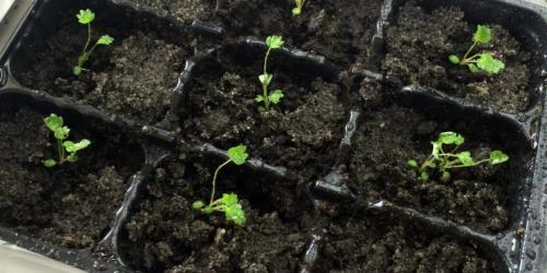 Когда пересаживать клубнику в 2022 году. Когда сажать клубнику по лунному календарю в 2022 году