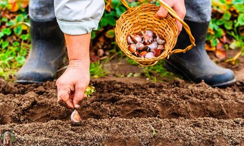 Когда пересаживать клубнику в 2022 году. Когда сажать клубнику по лунному календарю в 2022 году 20 Когда пересаживать клубнику в 2022 году. Когда сажать клубнику по лунному календарю в 2022 году 20