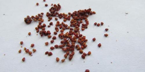 Когда пересаживать клубнику в 2022 году. Когда сажать клубнику по лунному календарю в 2022 году