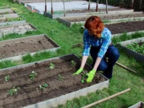 Когда пересаживать клубнику в 2022 году. Когда сажать клубнику по лунному календарю в 2022 году 08 Когда пересаживать клубнику в 2022 году. Когда сажать клубнику по лунному календарю в 2022 году 08