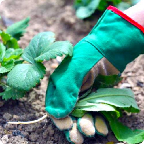 Как предотвратить развитие болезней и вредителей после пересадки клубники. УХОД ЗА КЛУБНИКОЙ В АВГУСТЕ