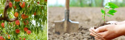 Как обеспечить достаточное количество света и влаги для персика. ОСОБЕННОСТИ МОРОЗОСТОЙКИХ СОРТОВ ПЕРСИКА