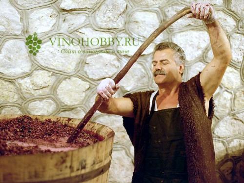 Закваска из винограда для вина. Закваска для вина
