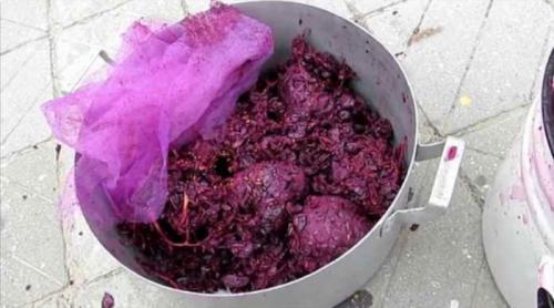 Виноградное вино в домашних условиях с добавлением воды. Вино из винограда в домашних условиях – простой рецепт