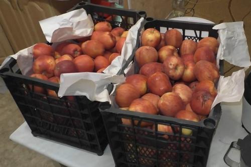 Закваска для вина из яблок. Рецепт вина из яблок в домашних условиях