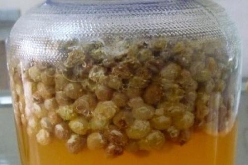 Закваска для домашнего вина. Особенности приготовления 06