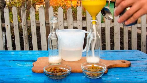 Приготовление закваски для домашнего вина. Закваска из изюма для домашнего вина