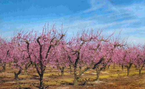 Сколько времени требуется для прорастания косточки персика. Посадка косточки