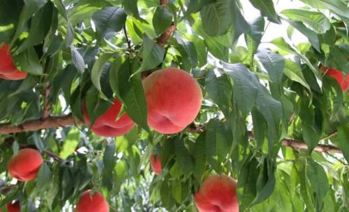 Как вырастить персик из косточки: 3 эффективных метода 02