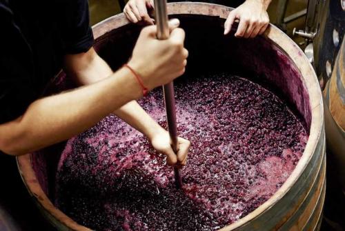 Рецепты, как сделать закваску для вина из винограда. Закваска для вина из изюма, винограда, ягод своими руками
