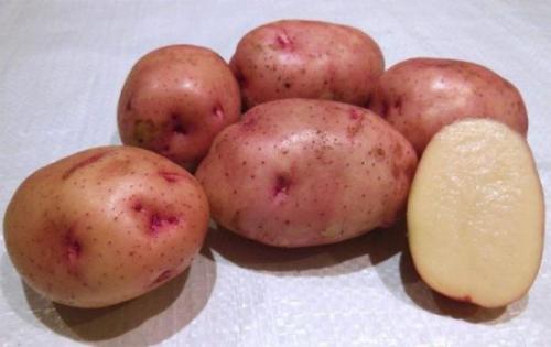 Ранние сорта картофеля для северо-запада. Лучшие скороспелые сорта