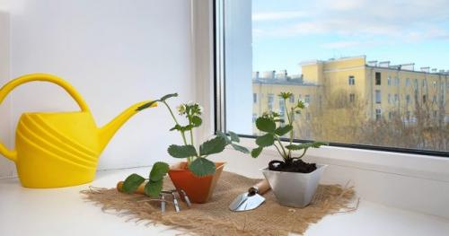 Как обеспечить клубнике достаточное количество света после пересадки. Сорта клубники для выращивания на подоконнике