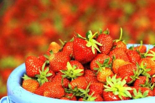 Как правильно пересадить двухлетнюю клубнику на новое место 04