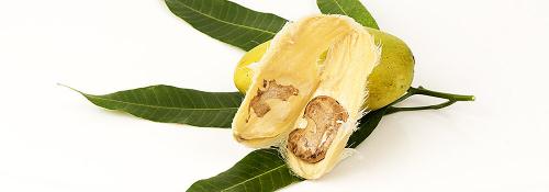 Как вырастить плодовое дерево из косточки: пошаговая инструкция для начинающих 01 Как вырастить плодовое дерево из косточки: пошаговая инструкция для начинающих 01