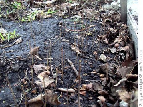 Как правильно посадить боярышник: семенами или саженцами. Как я вырастил боярышник из семян