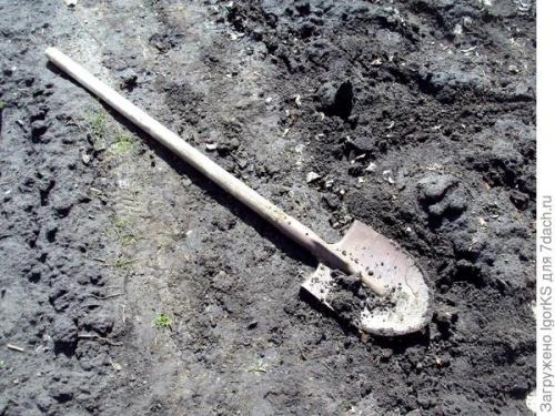 Как правильно посадить боярышник: семенами или саженцами. Как я вырастил боярышник из семян