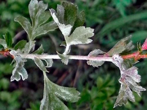 Как защитить боярышник от вредителей и болезней. Уход за боярышником в саду