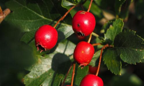 Как посадить и ухаживать за боярышником в открытом грунте 03 Как посадить и ухаживать за боярышником в открытом грунте 03